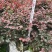 红花继木笼子货，高度35-45公分，冠幅30+40公分。