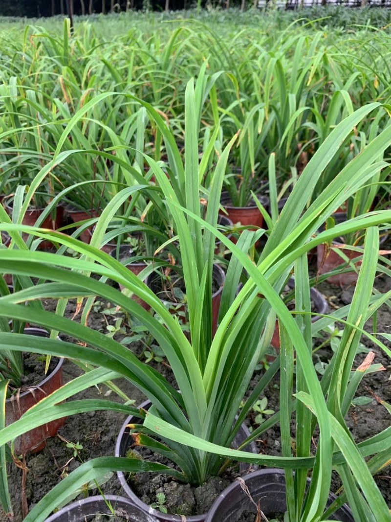 大花萱草双色杯杯苗，高度20-30公分，冠幅15-25