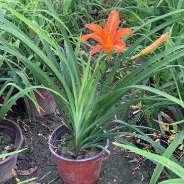 大花萱草双色杯杯苗，高度20-30公分，冠幅15-25