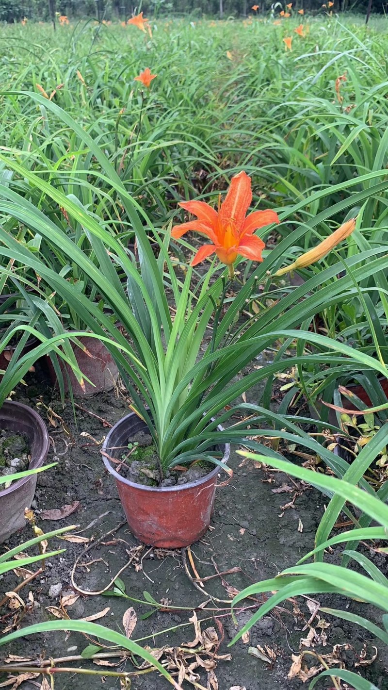 大花萱草双色杯杯苗，高度20-30公分，冠幅15-25