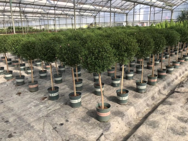 小木槿棒棒糖造型，高度80-1.2米，袋苗，数量有限