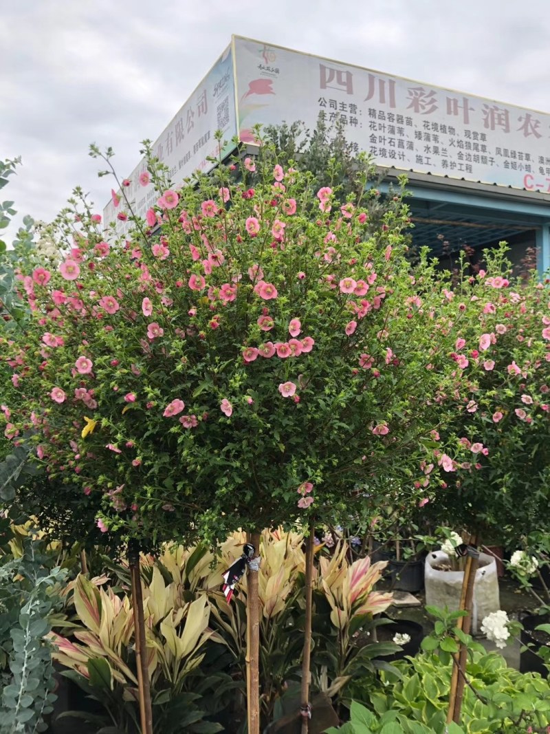 小木槿棒棒糖造型，高度80-1.2米，袋苗，数量有限