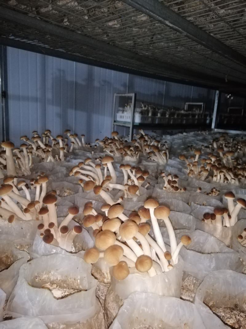 供应新鲜茶树菇，欢迎选购