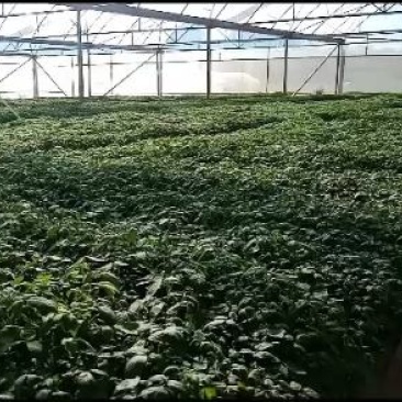 电白区圣田千禧圣女果苗