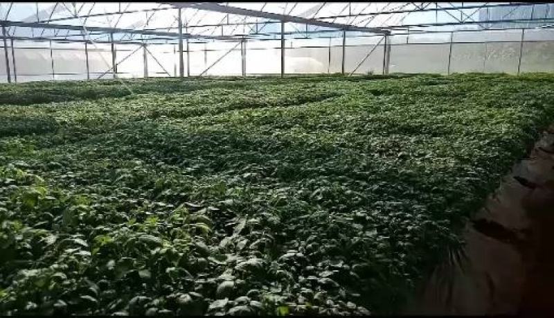 电白区圣田千禧圣女果苗