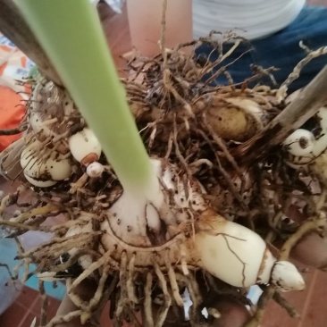 四年以上紫花三叉白芨鲜货供应
