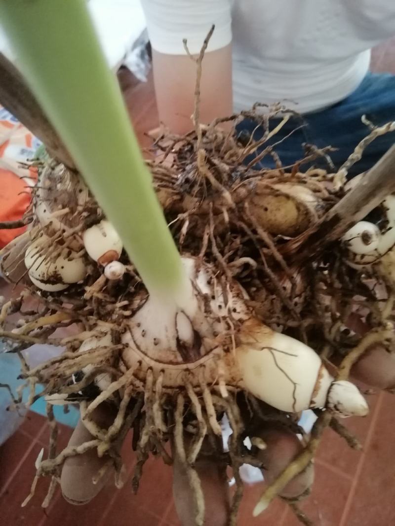 四年以上紫花三叉白芨鲜货供应
