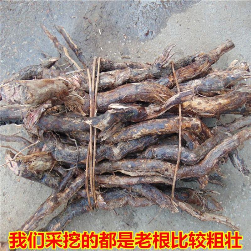 大别山区野生葡萄根山葡萄根蛇葡萄根干片500克