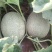 万亩哈密瓜基地，大量上市中，产地直发，代收代发，质量保证