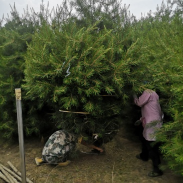 各种规格精品白皮松大量供应！
