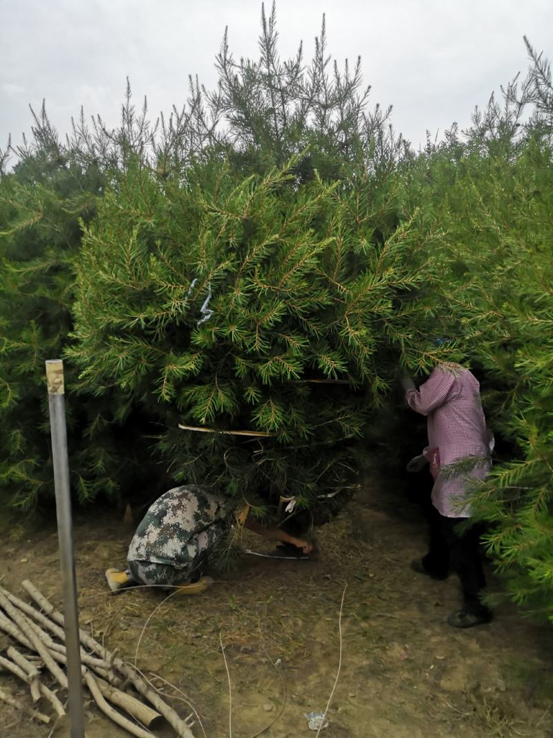 各种规格精品白皮松大量供应！