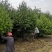各种规格精品白皮松大量供应！
