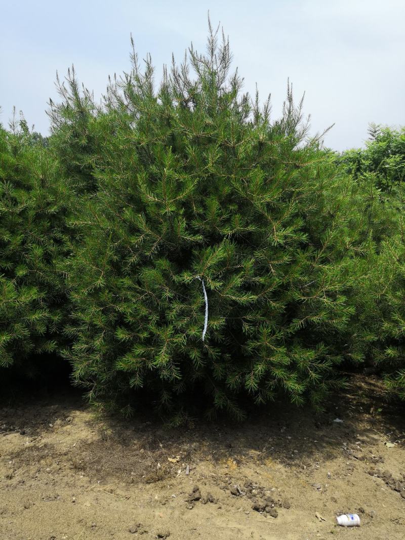 各种规格精品白皮松大量供应！