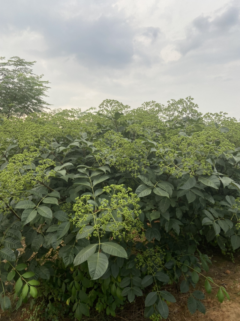 江西樟树中花吴茱萸根生苗