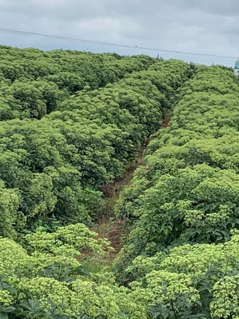 江西樟树中花吴茱萸根生苗