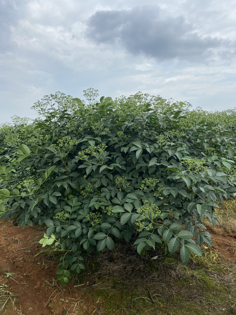 江西樟树中花吴茱萸根生苗