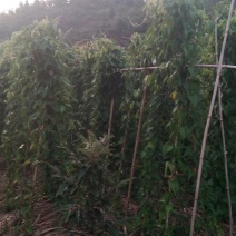 乡下深山纯生态种植的脚板暑，紫山药，小黄姜，南瓜等农产品