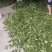 青花椒一手货源产地直发全国供货批发商采购商专供