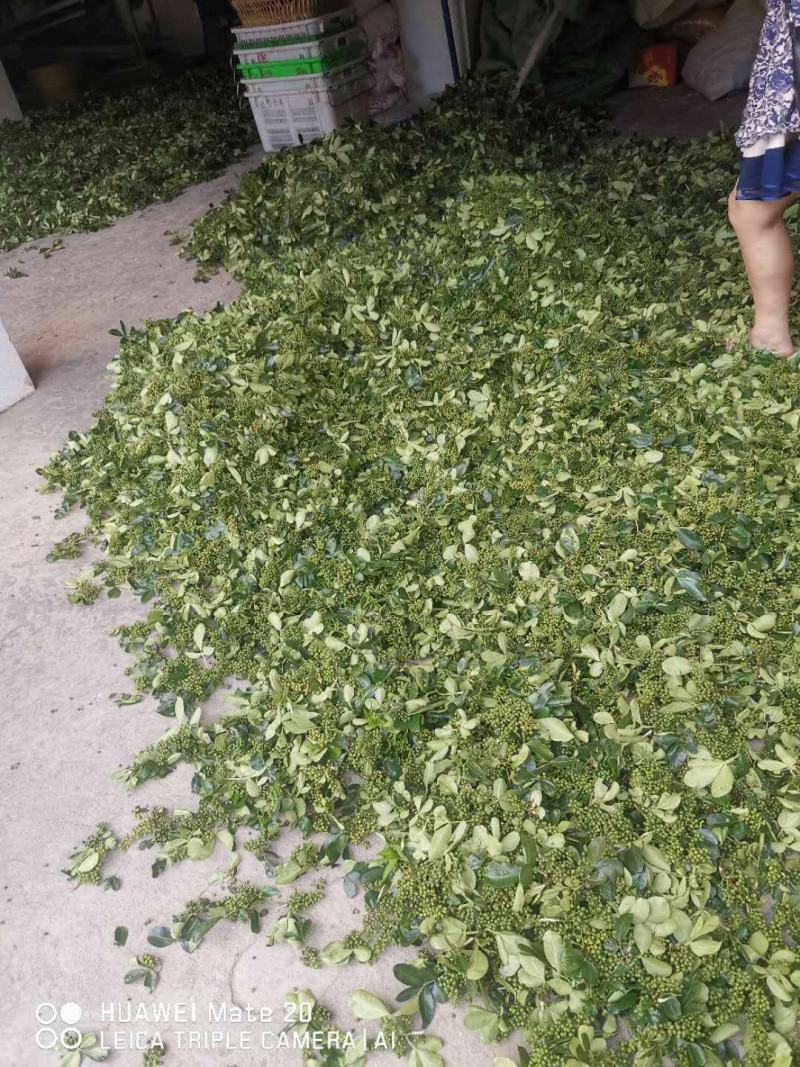 青花椒一手货源产地直发全国供货批发商采购商专供