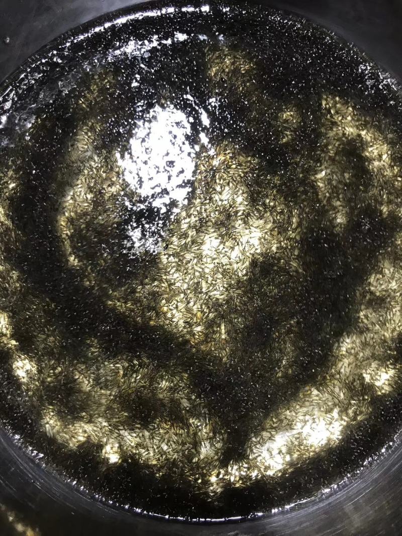 异育银鲫中科三号鲫鱼水花包质包量包安全送达