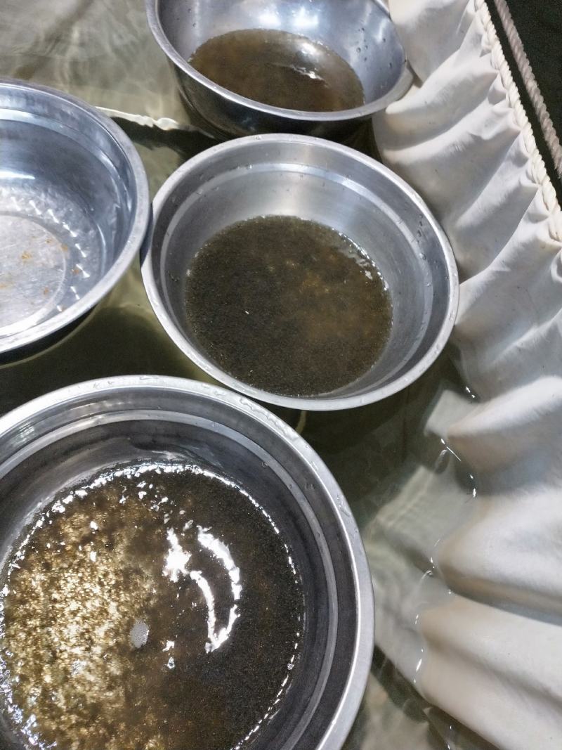 异育银鲫中科三号鲫鱼水花包质包量包安全送达
