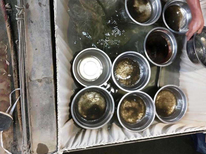 异育银鲫中科三号鲫鱼水花包质包量包安全送达