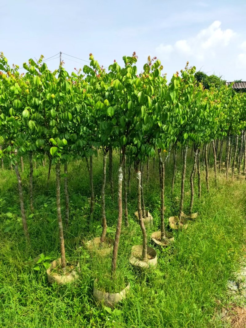 供应：0.5公分到10公分的各种各样果苗