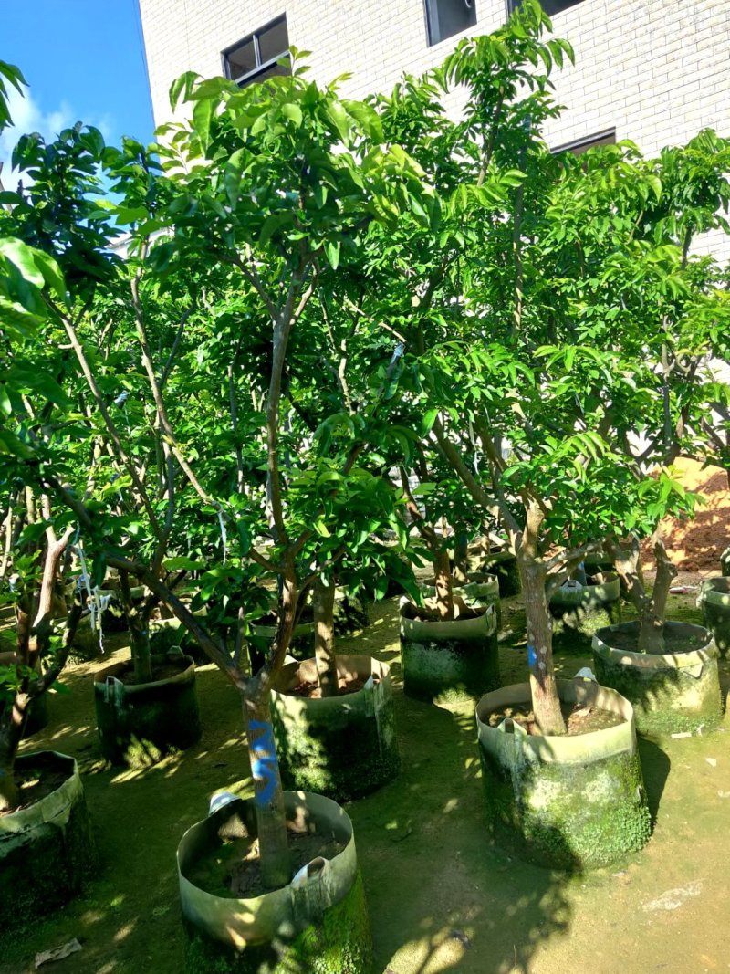 供应：0.5公分到10公分的各种各样果苗