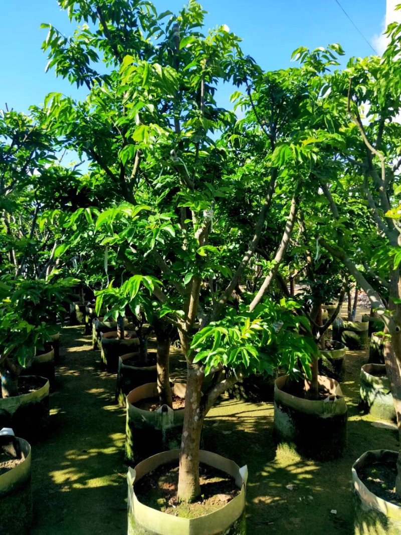 供应：0.5公分到10公分的各种各样果苗
