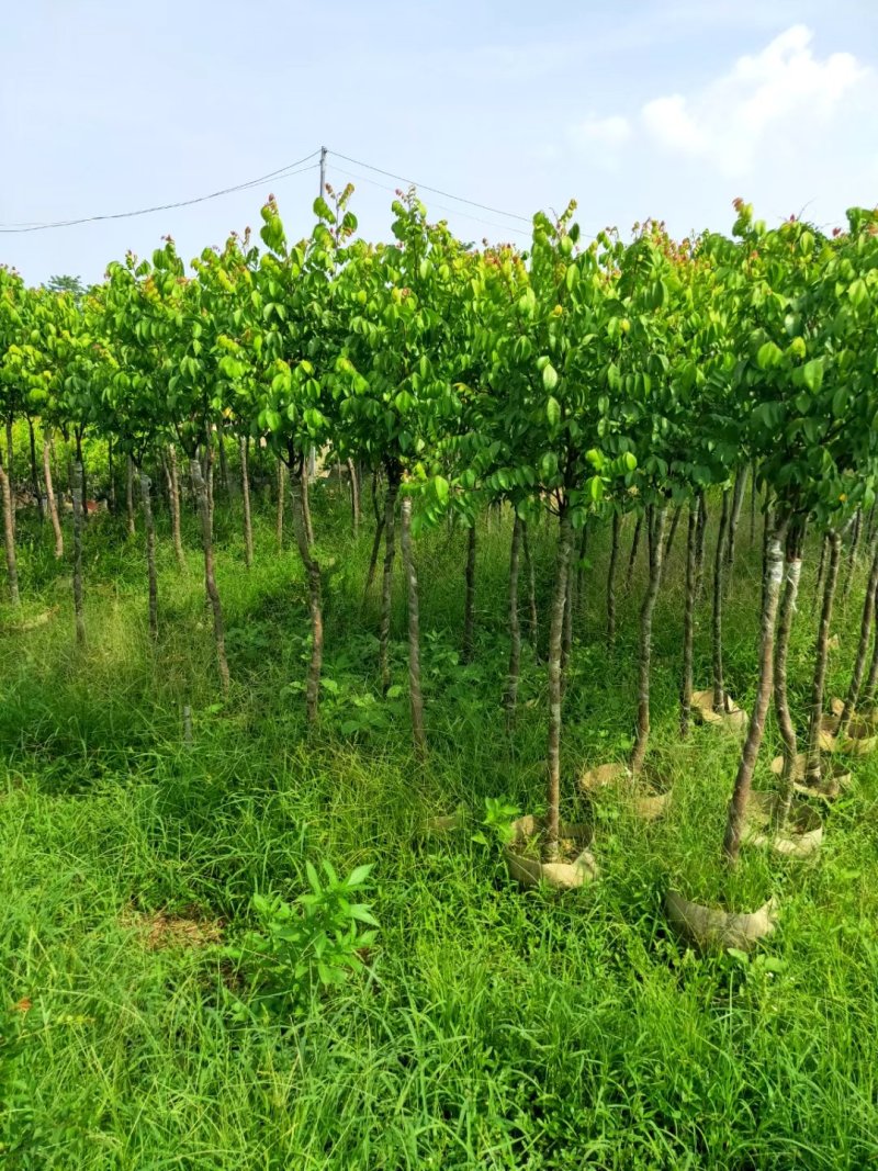 供应：0.5公分到10公分的各种各样果苗
