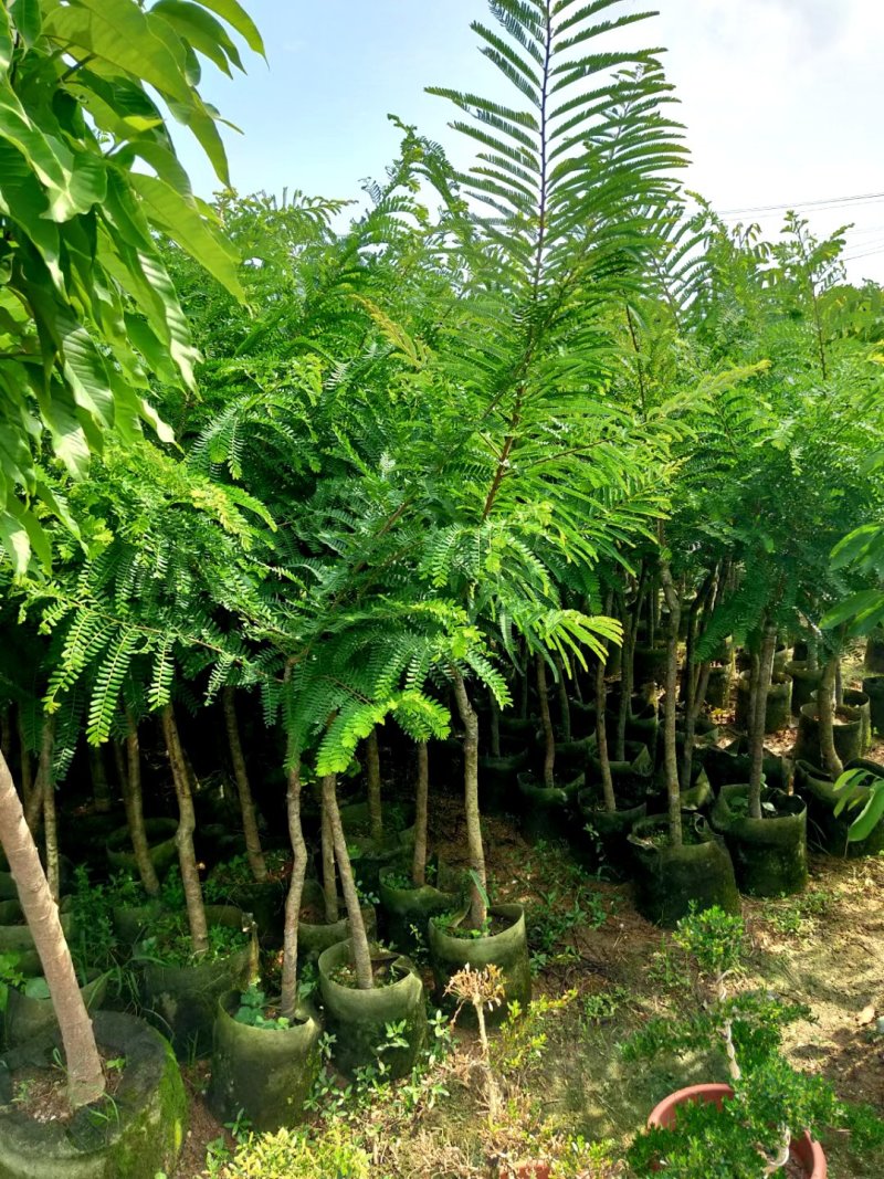 供应：0.5公分到10公分的各种各样果苗
