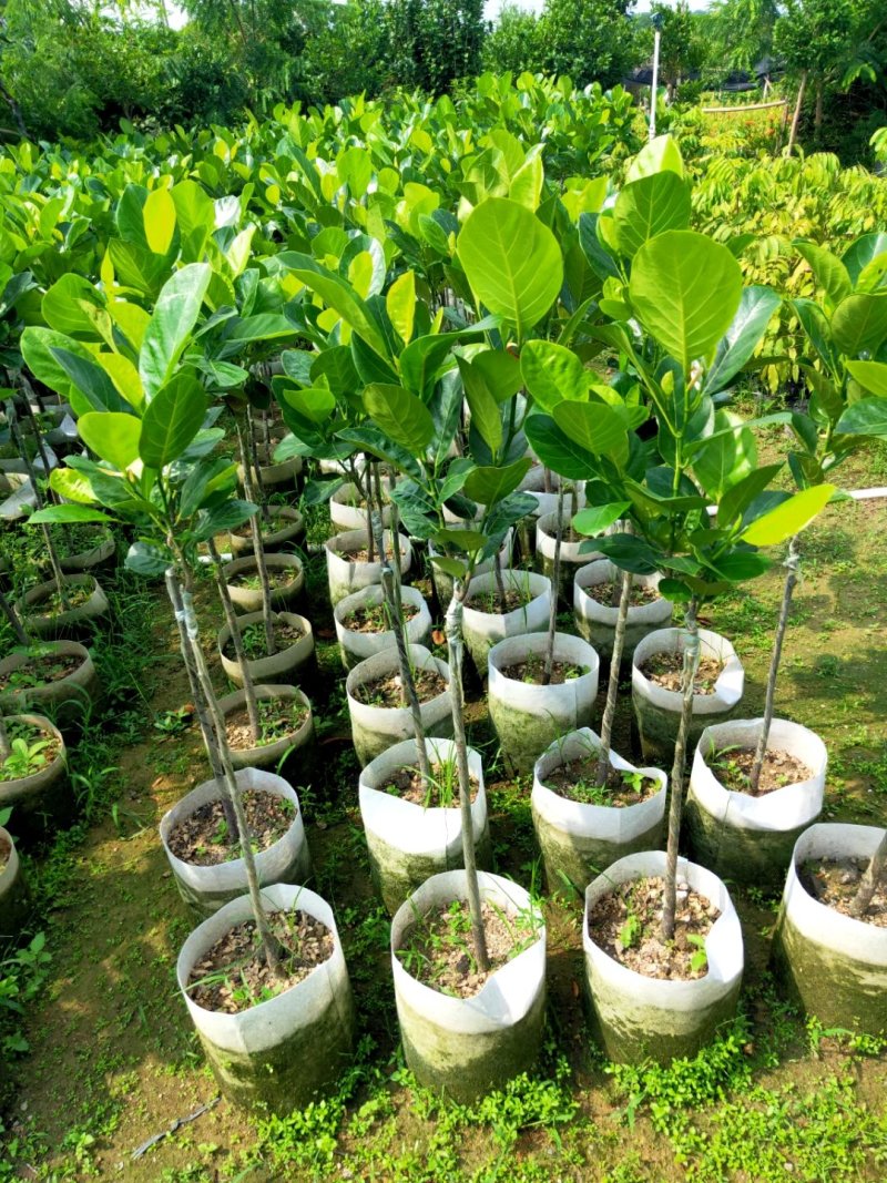 供应：0.5公分到10公分的各种各样果苗