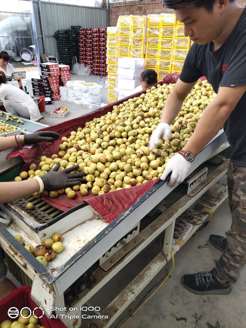 【大量现货】电商对接陕西大荔冬枣5斤大果大量供货可开票