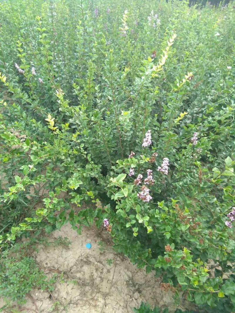 丁香小苗丛生丁香绿化用保质保量好看特香