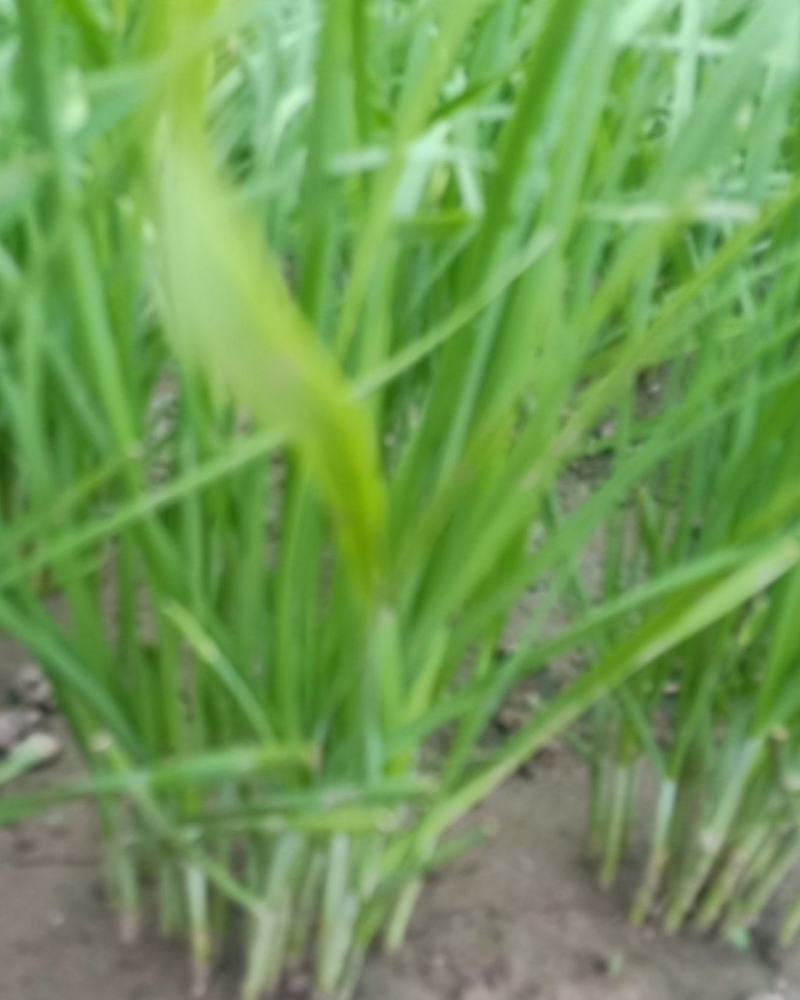 胎韭韭菜二刀三刀需求老板请联系
