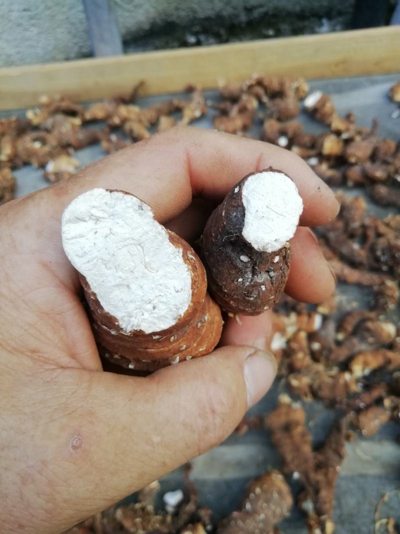 皖南野生重楼，粉质高杆七叶一枝花，足干，无任何添加