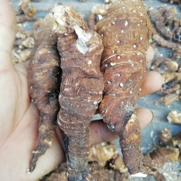 皖南野生重楼，粉质高杆七叶一枝花，足干，无任何添加