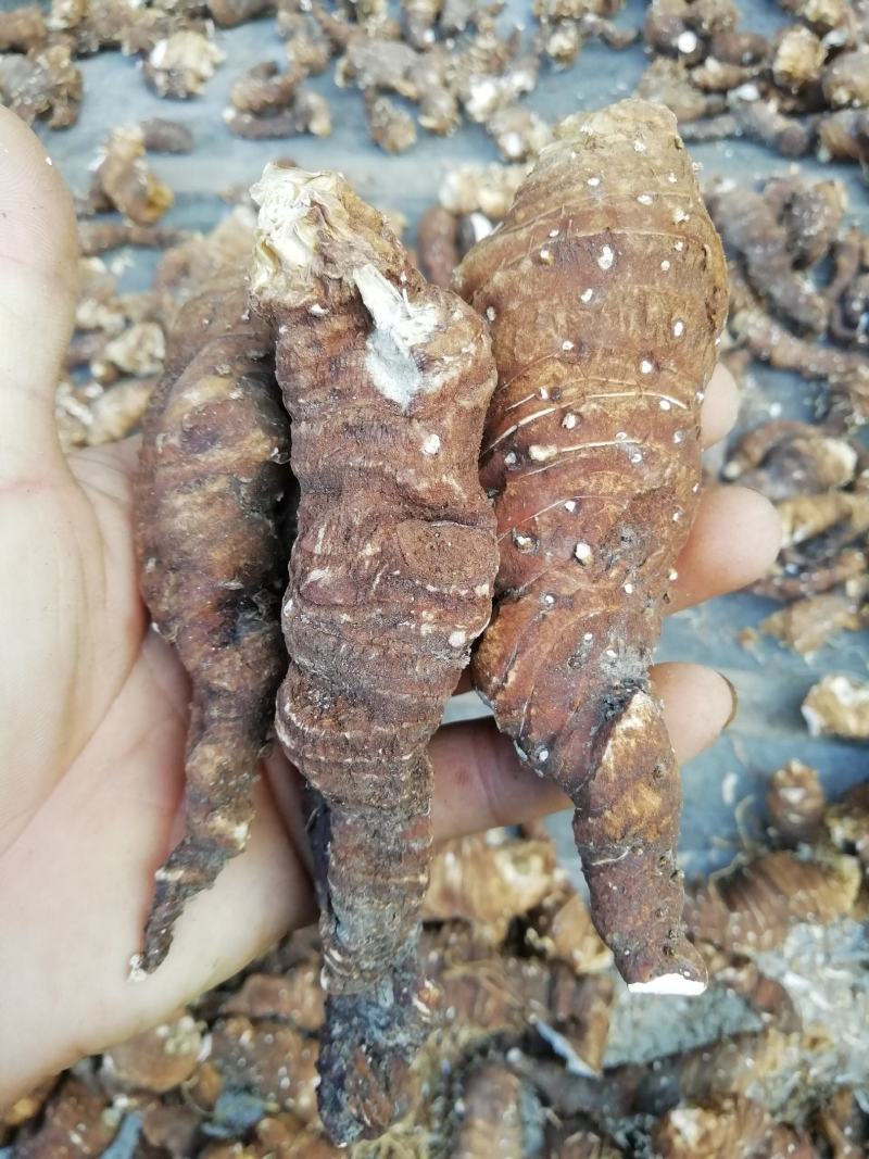 皖南野生重楼，粉质高杆七叶一枝花，足干，无任何添加