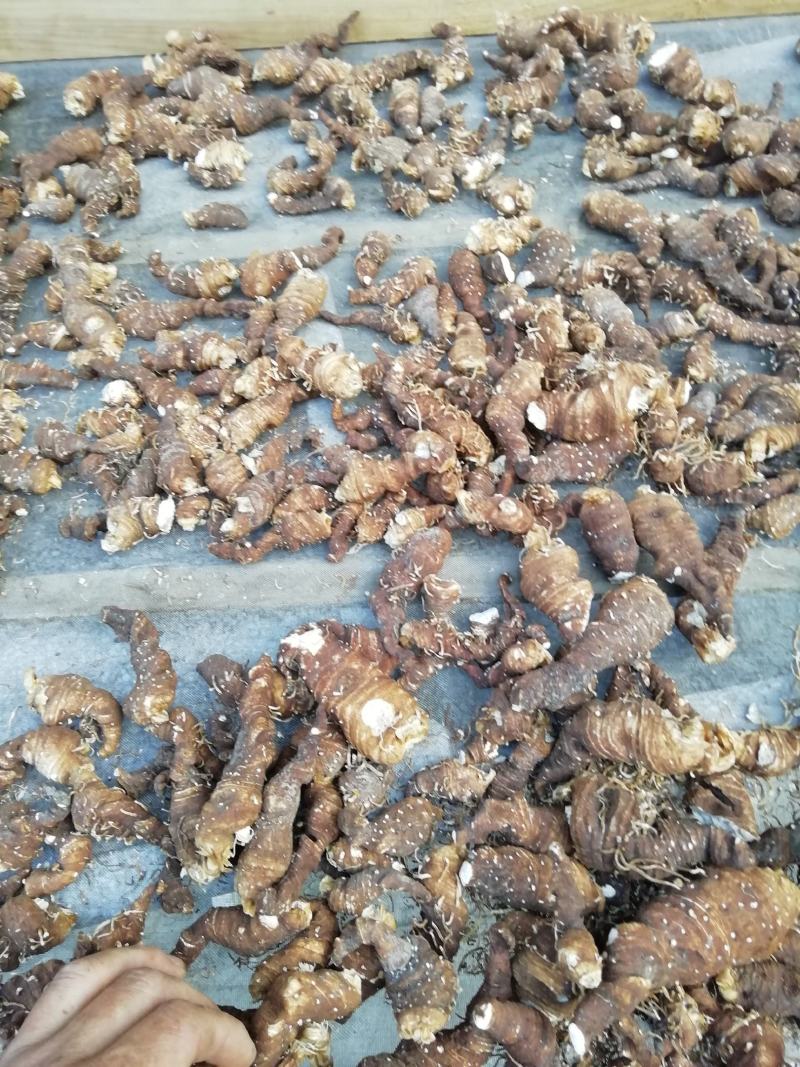 皖南野生重楼，粉质高杆七叶一枝花，足干，无任何添加