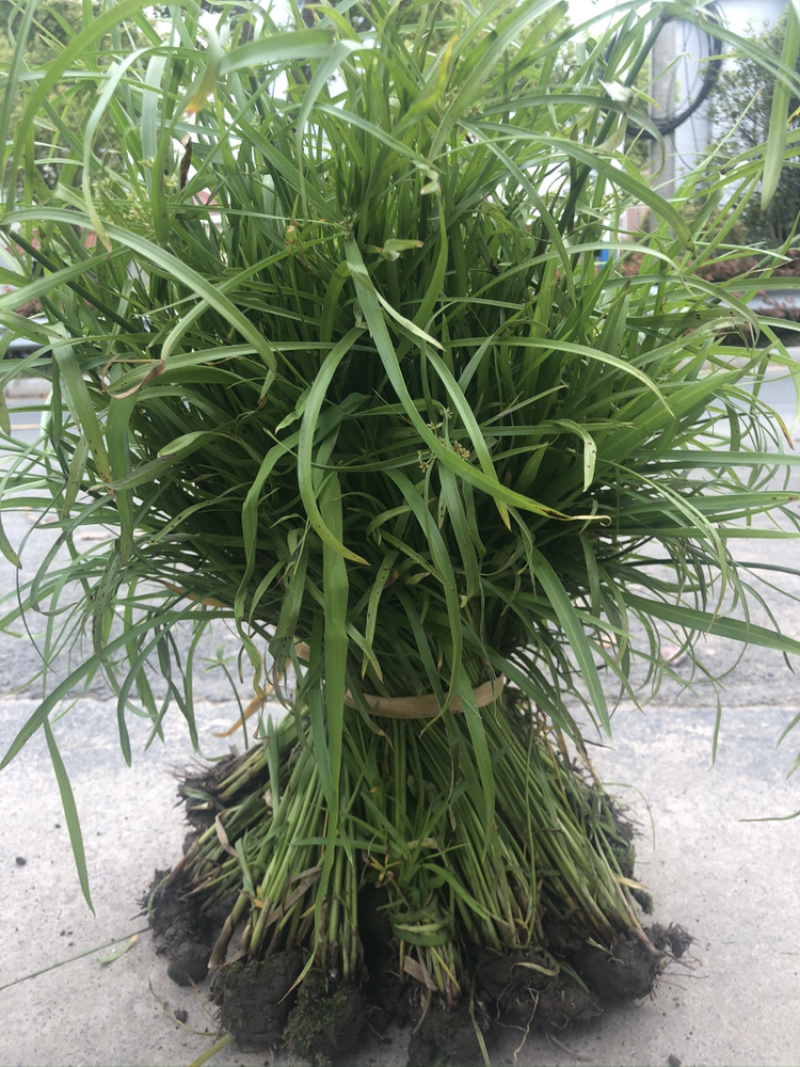 物美价廉的旱伞草，工地用苗