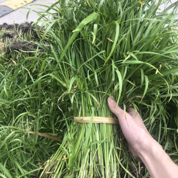 物美价廉的旱伞草，工地用苗