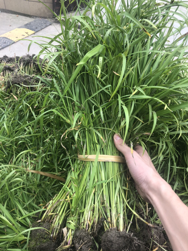物美价廉的旱伞草，工地用苗