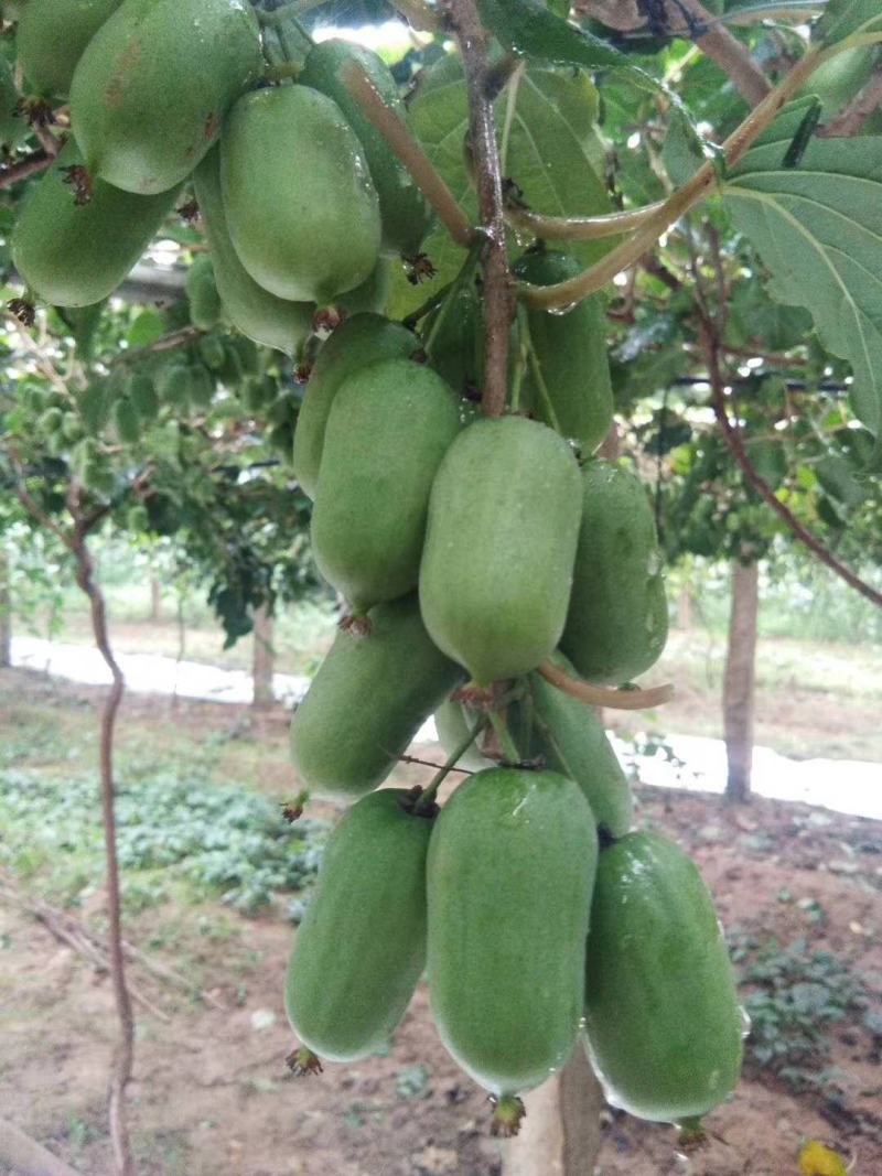 软枣猕猴桃龙成2号七天后大量现货需要的联系我