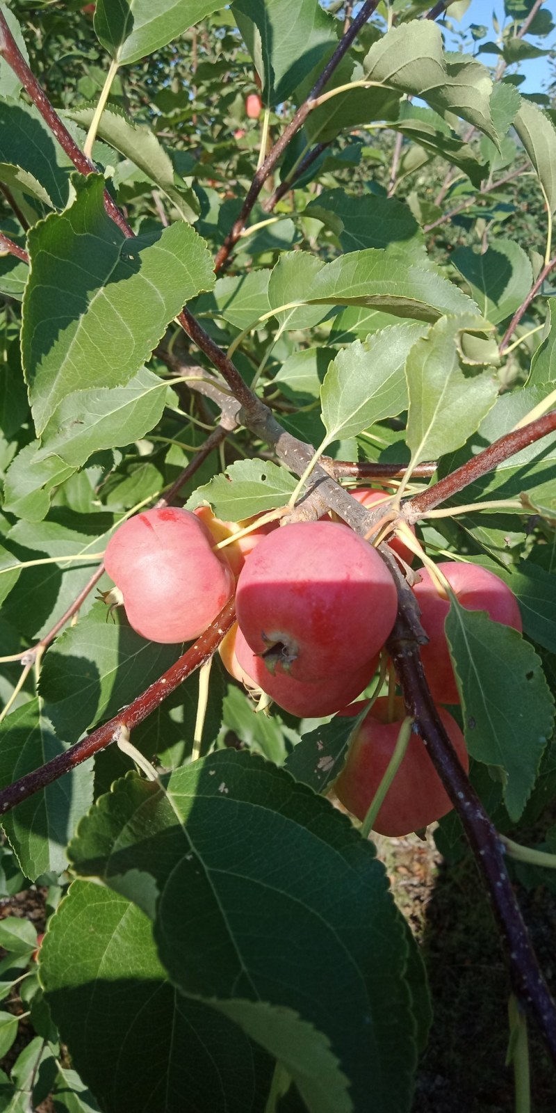 围场红太苹沙果，精品上市
