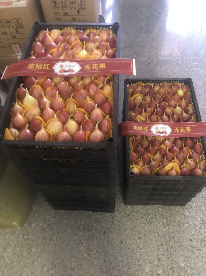 金华玻姬红无花果，多年代办经验。果实质量把关