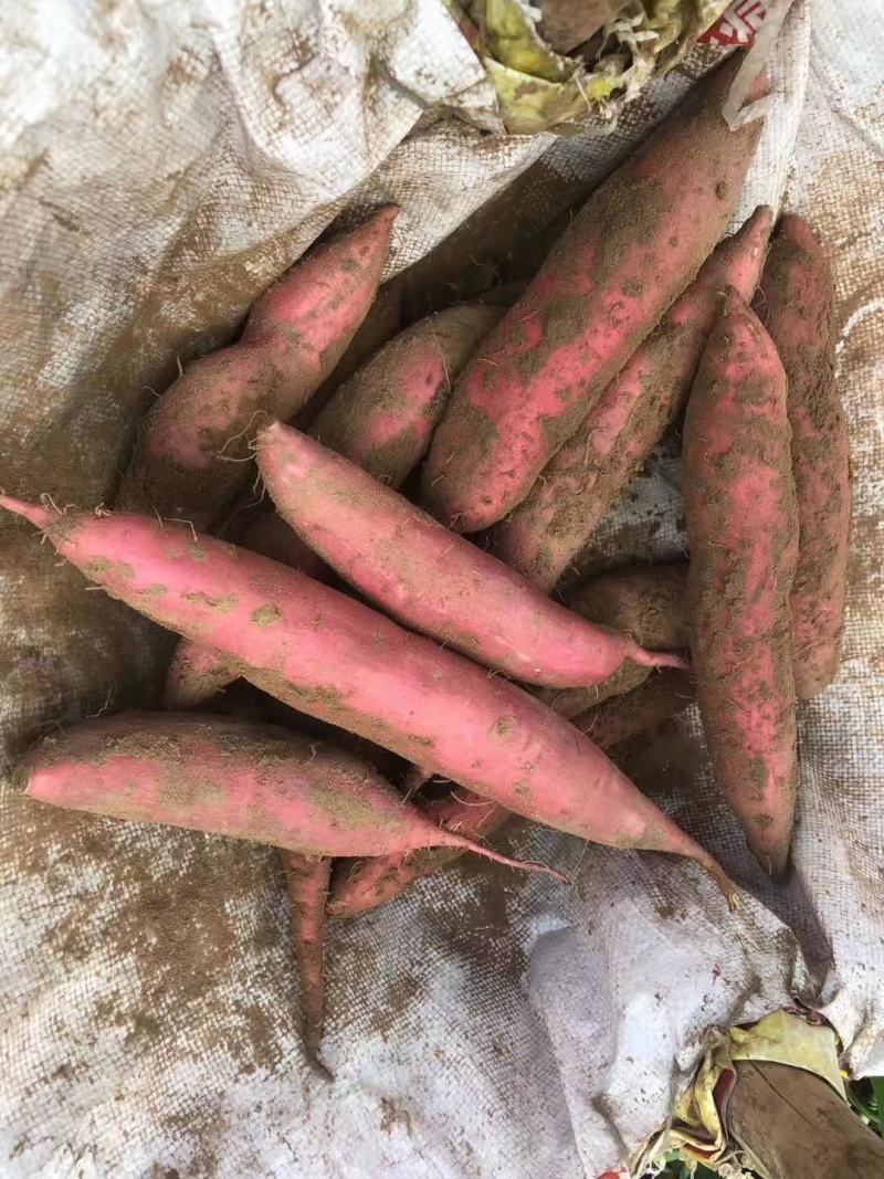 西瓜红，龙九，黄皮黄心，品质保障货源充足