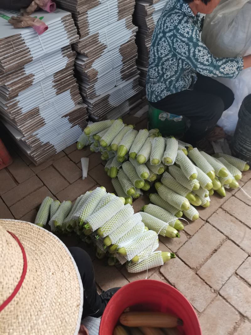 西葫芦（视频看货，产地直发）