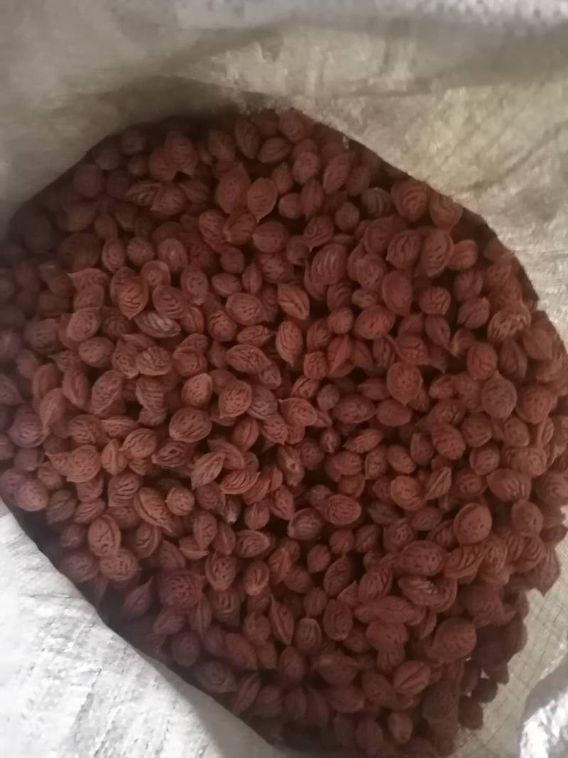 毛桃种子，毛桃胡，嫁接桃树用
