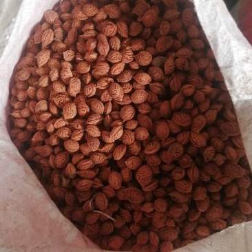 毛桃种子，毛桃胡，嫁接桃树用