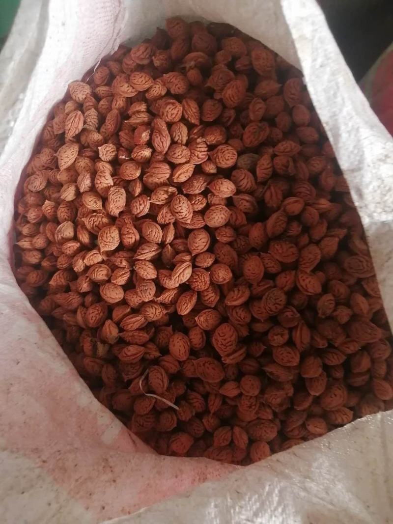 毛桃种子，毛桃胡，嫁接桃树用